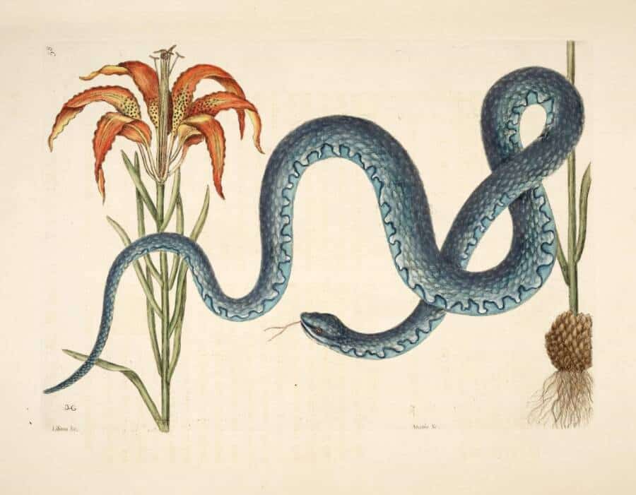 33. رسم توضيحي لزنبق أحمر وأفعى عام 1754