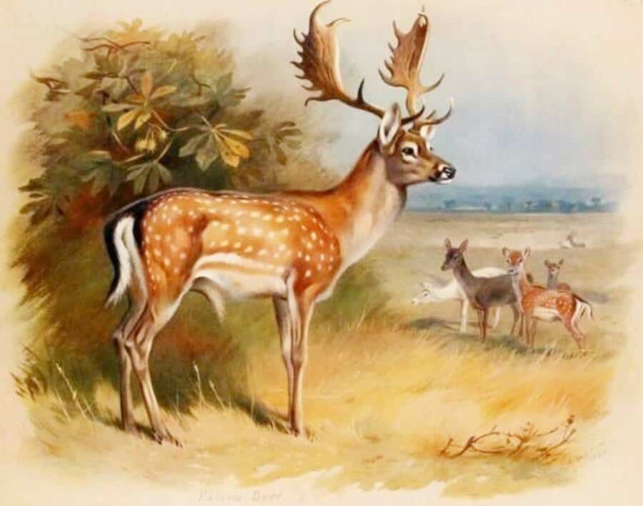 2. من كتاب الثدييات البريطاني 1920-1921