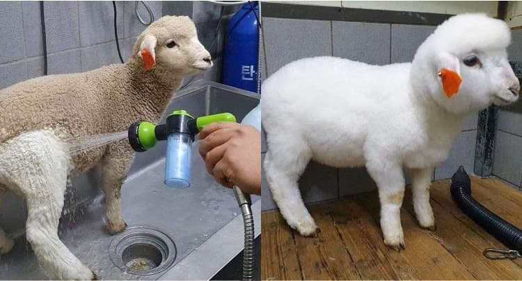 1. هذه هي نتيجة الغسيل... يا لها من نتيجة رائعة!