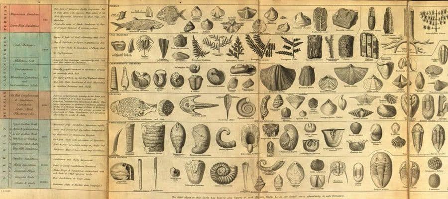 أصل الأنواع