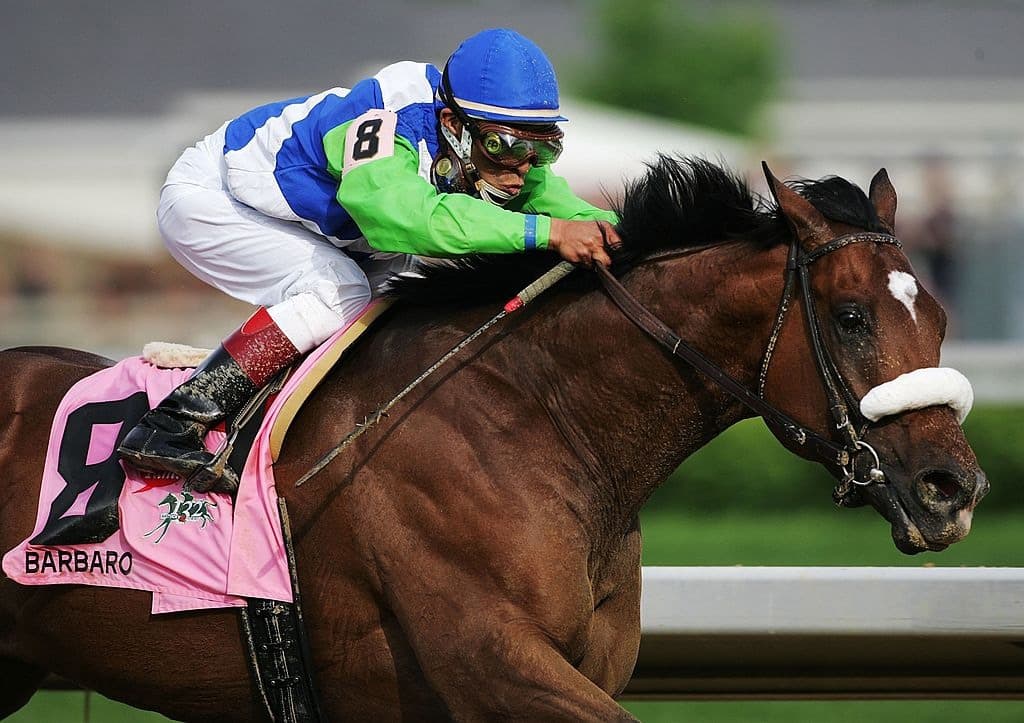 في الصورة حصان Barbaro الفائز في ديربي كنتاكي سنة 2006. انهت ساقه المكسورة مسيرته الرياضية وفيم بعد انهت حياته أيضا. صورة: Andy Lyons/Getty Images
