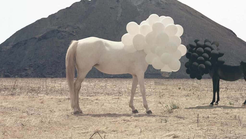 حصاب براس بالون Andrea Galvani