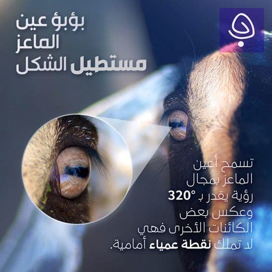 بؤبؤ عيم الماعز