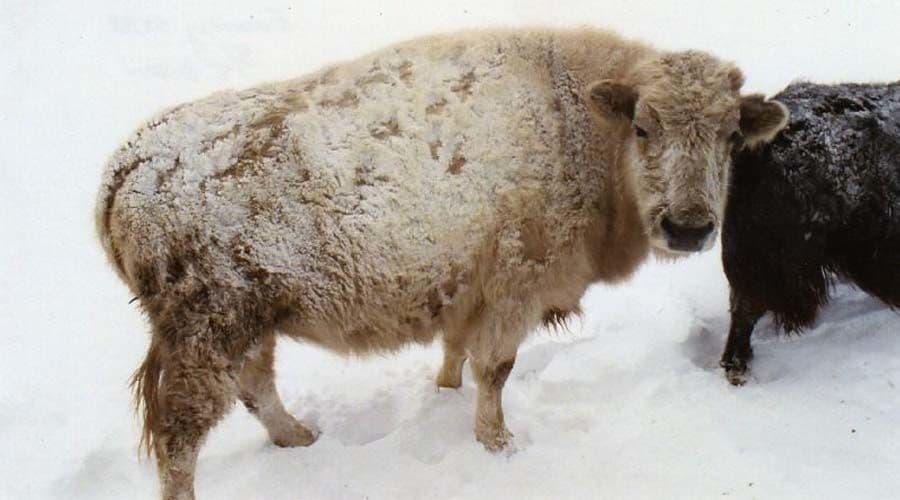 البيفالو Beefalo