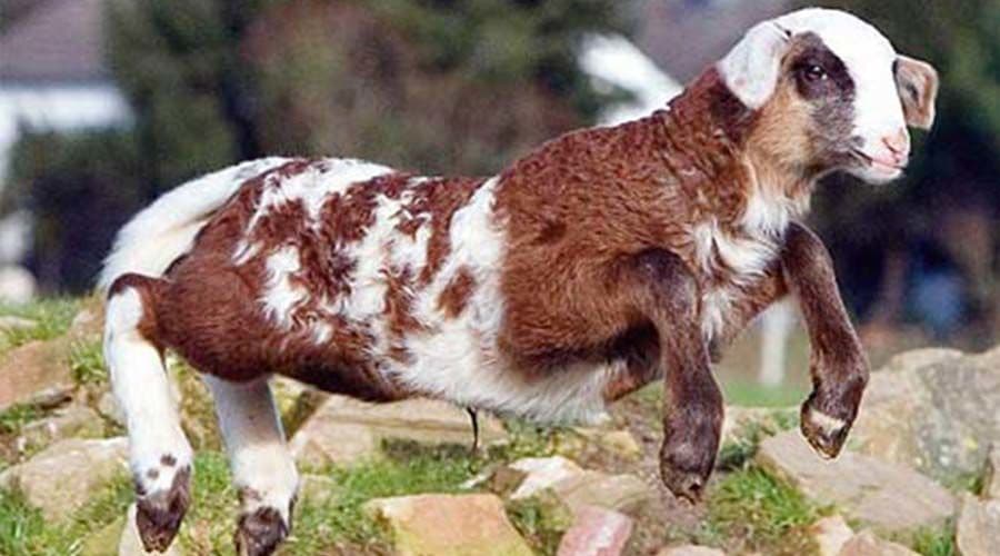 أغنام الماعز Sheep Goat
