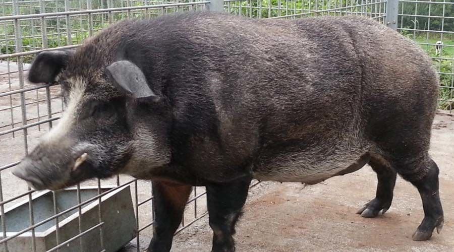 خنزير العصر الحديدي Iron Age Pigs
