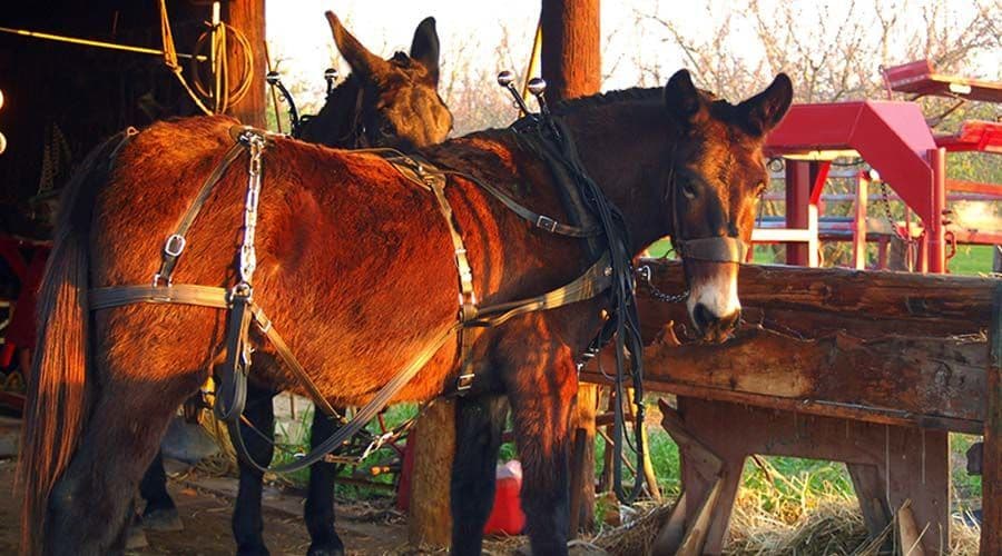 البغال والنغال Mules and Hinnies