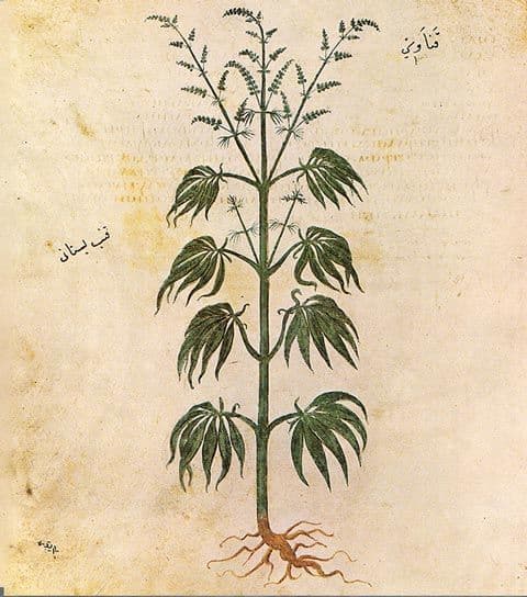 صورة للقنب تعود لسنة 512م، ويمكن ملاحظة عبارة ”قنب بستاني“ عليها