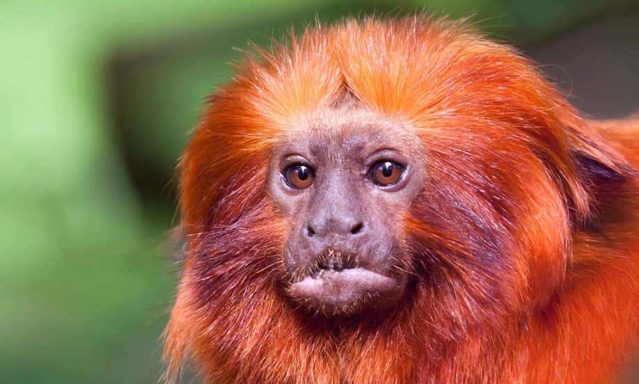 قرد الأسد الذهبي - صورة: Fons Vermeulen/Shutterstock