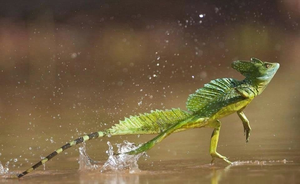 السحلية البازيليكية: ”Basilisk Lizard“