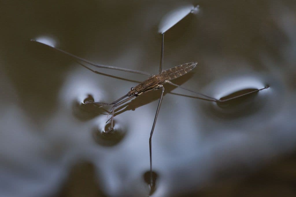بق الماء: ”Water Striders“