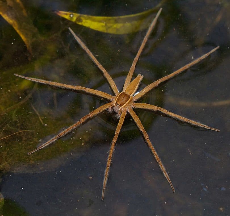 العناكب الصيادة: ”Fishing Spiders“