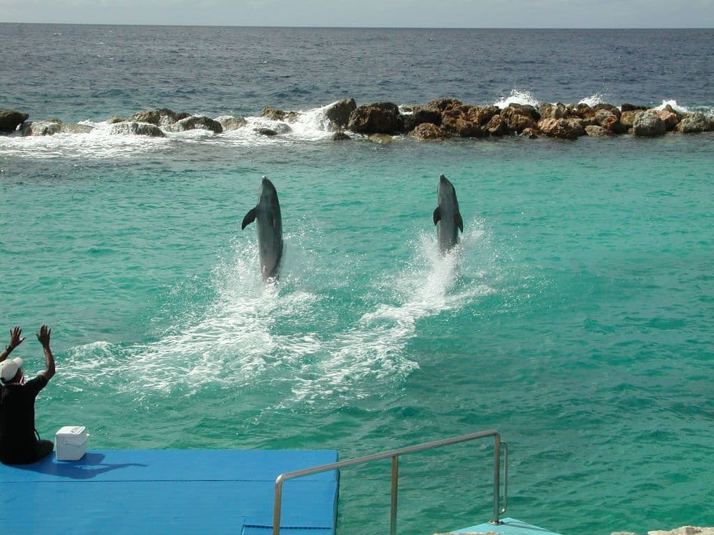 الدلافين: ”Daulphins“
