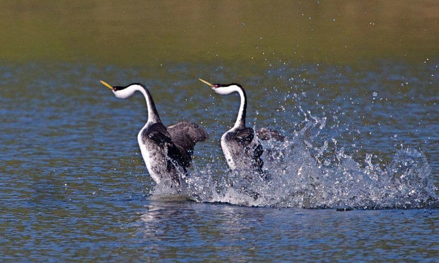 البجعة الغربية، وبجعة كلارك: ”Western and Clark's Grebes“