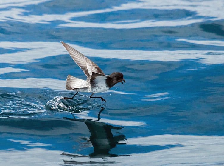 طائر ستورم بيترل: ”Storm Petrel“