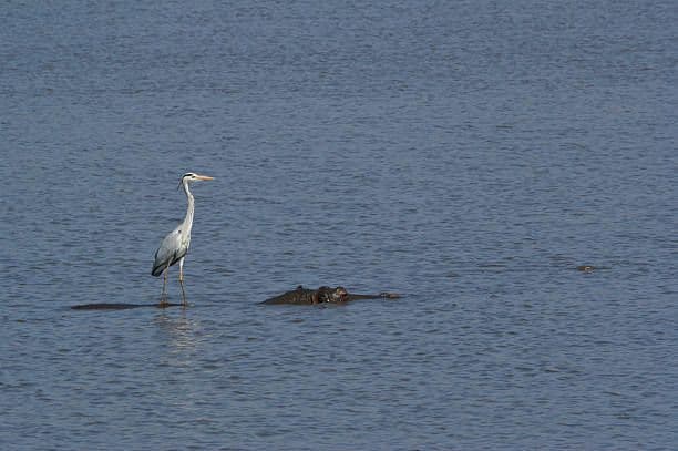 مالك الحزين: ”Heron“