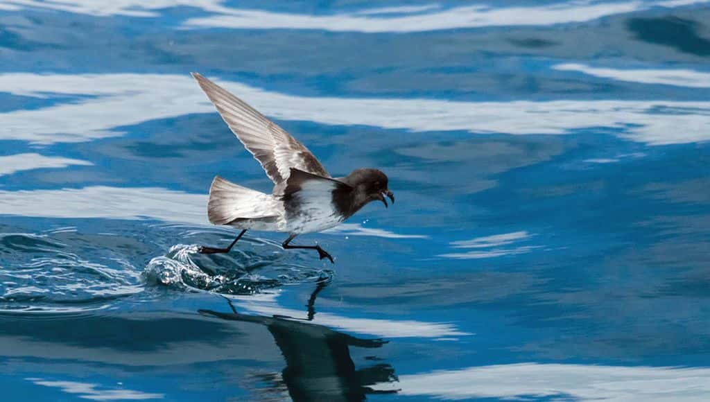 طائر ستورم بيترل: ”Storm Petrel“