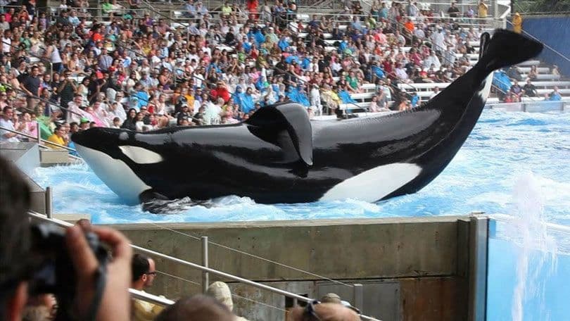 فيلم ”Blackfish“ سنة (2013)