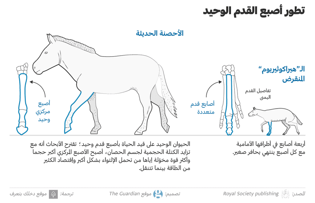 تطور أصبع القدم الوحيد للحصان