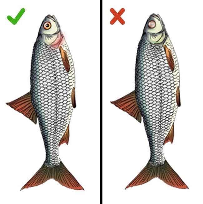 الأسماك