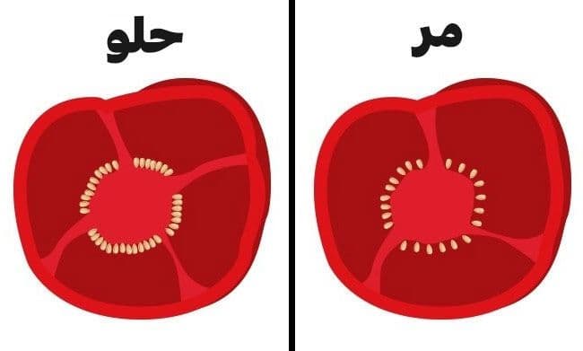 فلفل الجرس