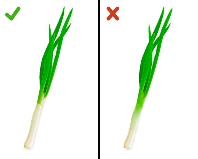 البصل الأخضر