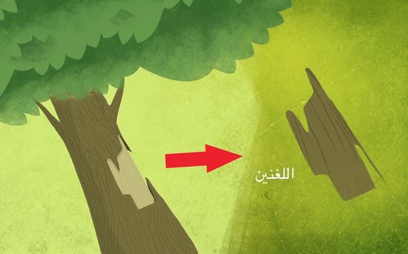 اللحاء الذي يغطي جذوع الأشجار مليء بـ”مادة اللغنين - Lignin“