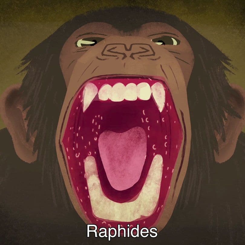 Raphides