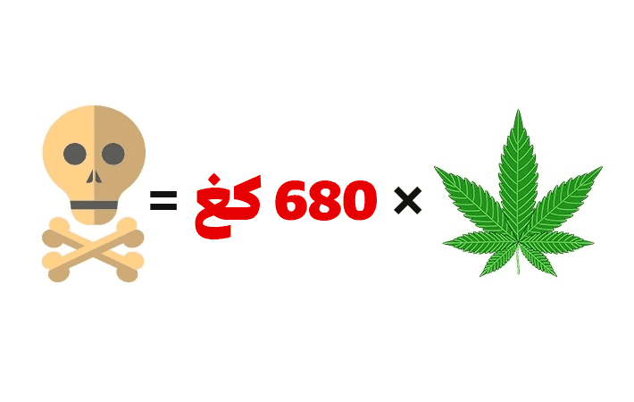 الجرعة القاتلة من الماريجوانا