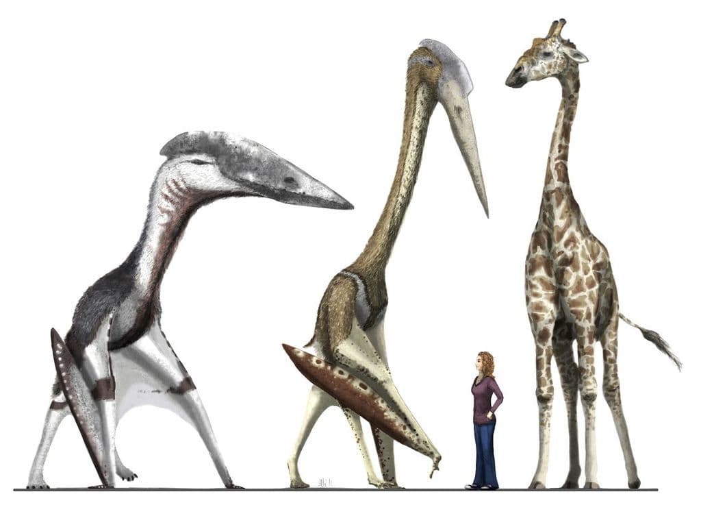الـ(الكويتزالكوتلس) Quetzalcoatlus الذي عثر عليه في صحراء تكساس، والـ(هاتزيغوبتيريكس) Hatzegopteryx الذي عثر عليه في رومانيا
