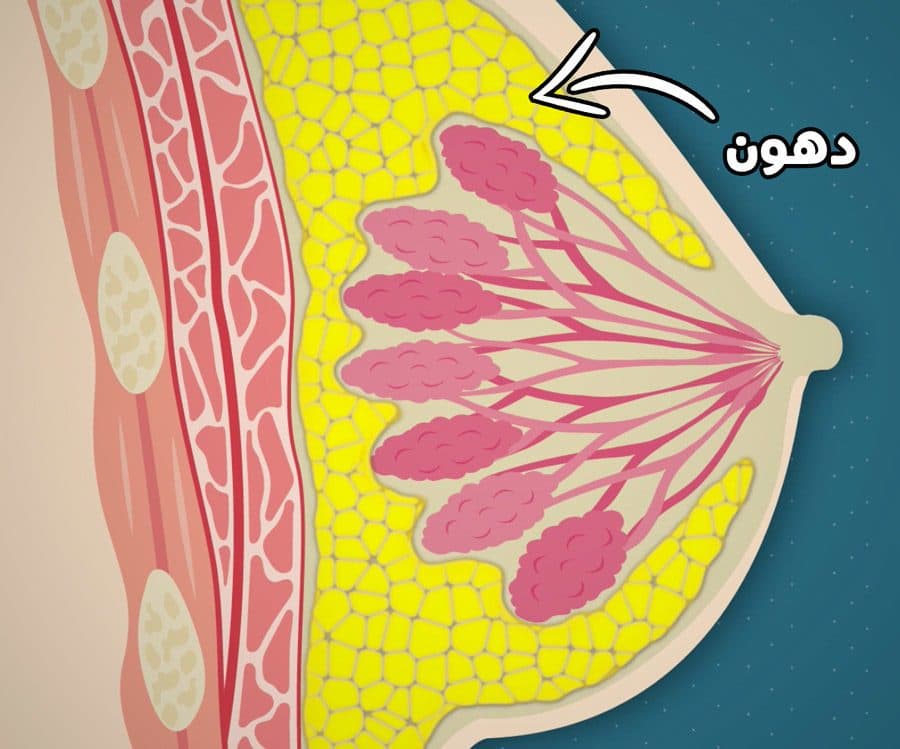 الأثداء البشرية مقطع عرضي