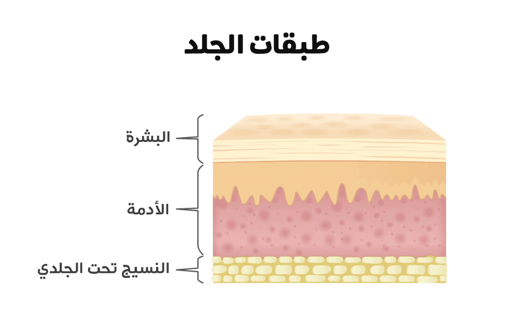 طبقات الجلد