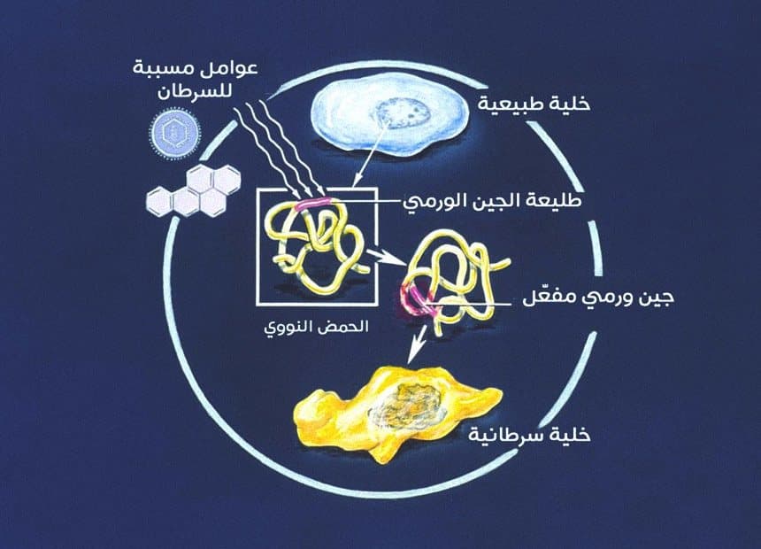 مسار تحول الجين الطبيعي إلى جين ورمي