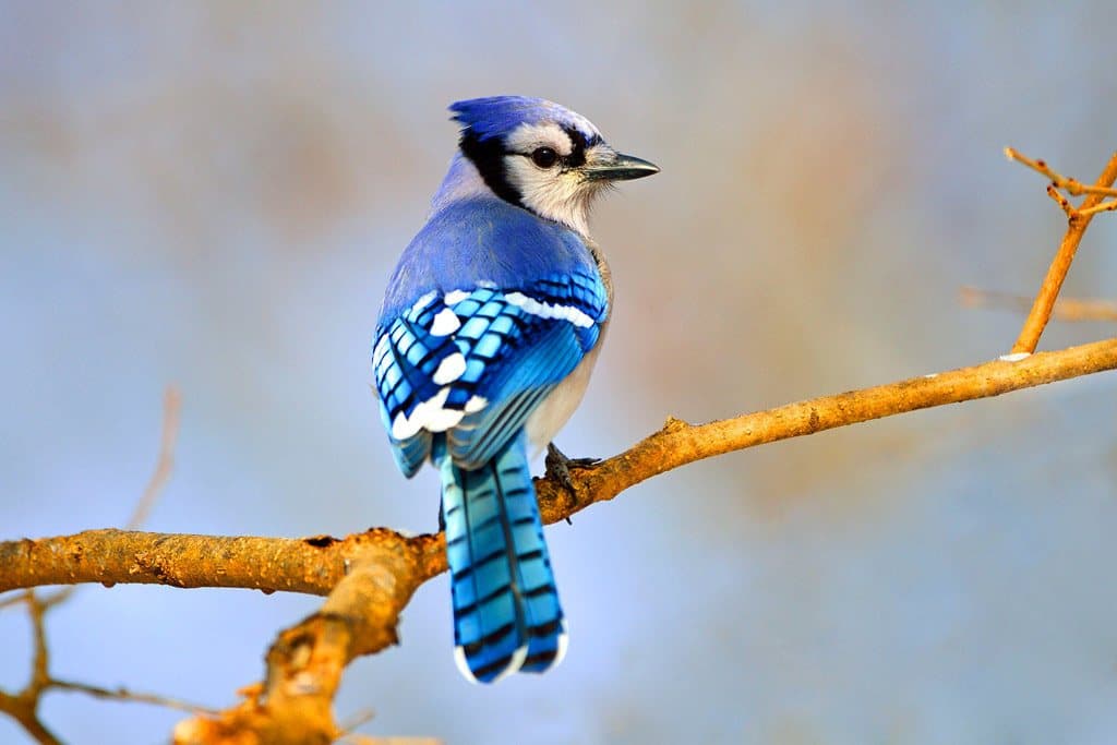 طائر ”القيق الأزرق“
