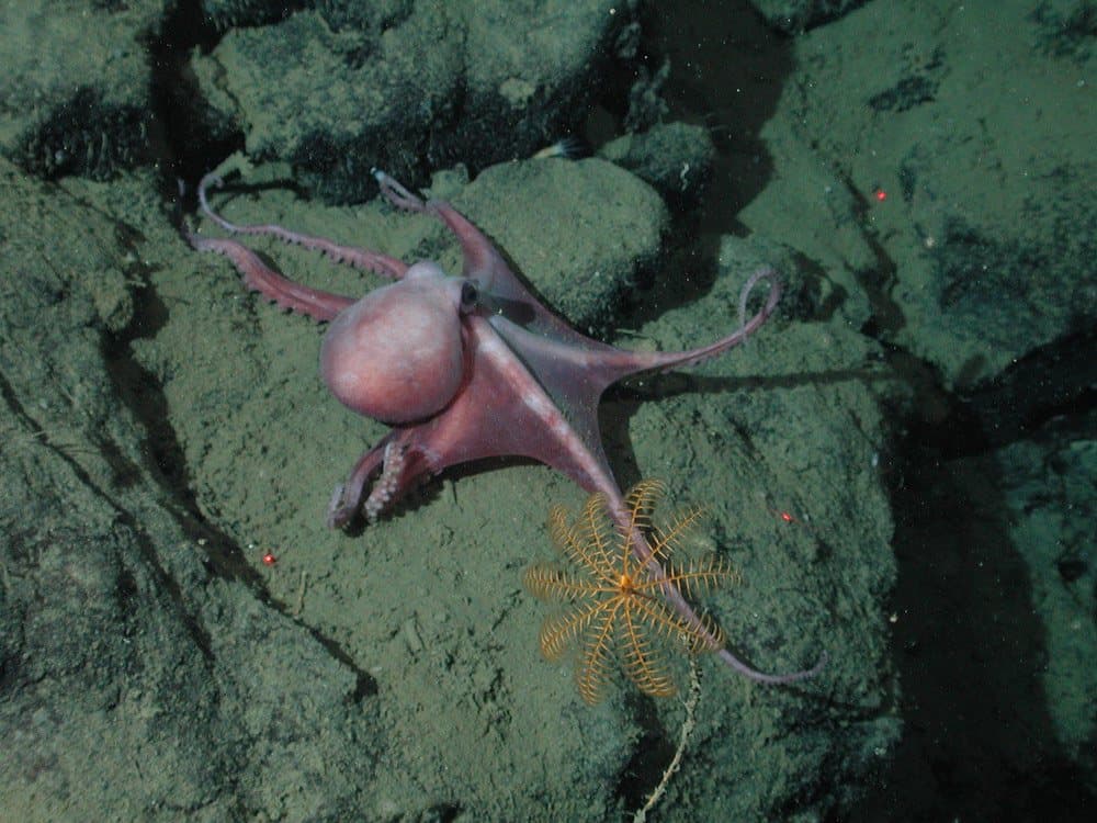 الـGraneledone Boreopacifica