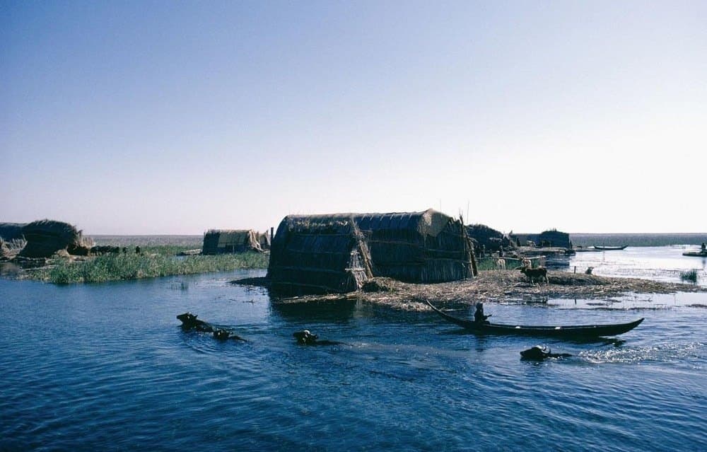 مستنقعات العراق في سنة 1967