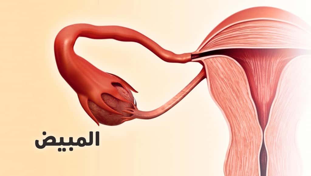 صورة مبيض