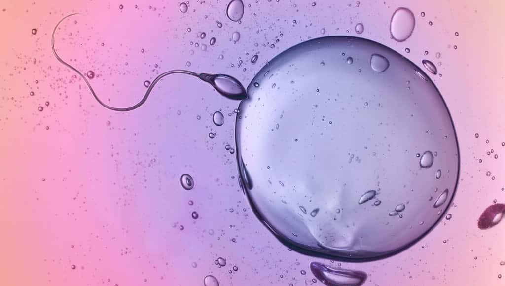دراسة جديدة تقترح أن حجم العضو مهمٌ جدا عندما يتعلق الأمر بالقدرة على التلقيح