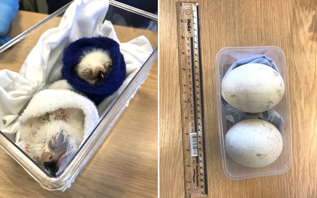 بيوض الطيور النادرة