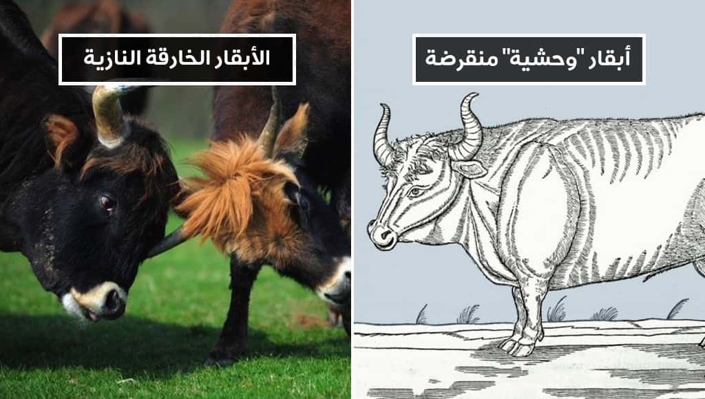 الأبقار الخارقة