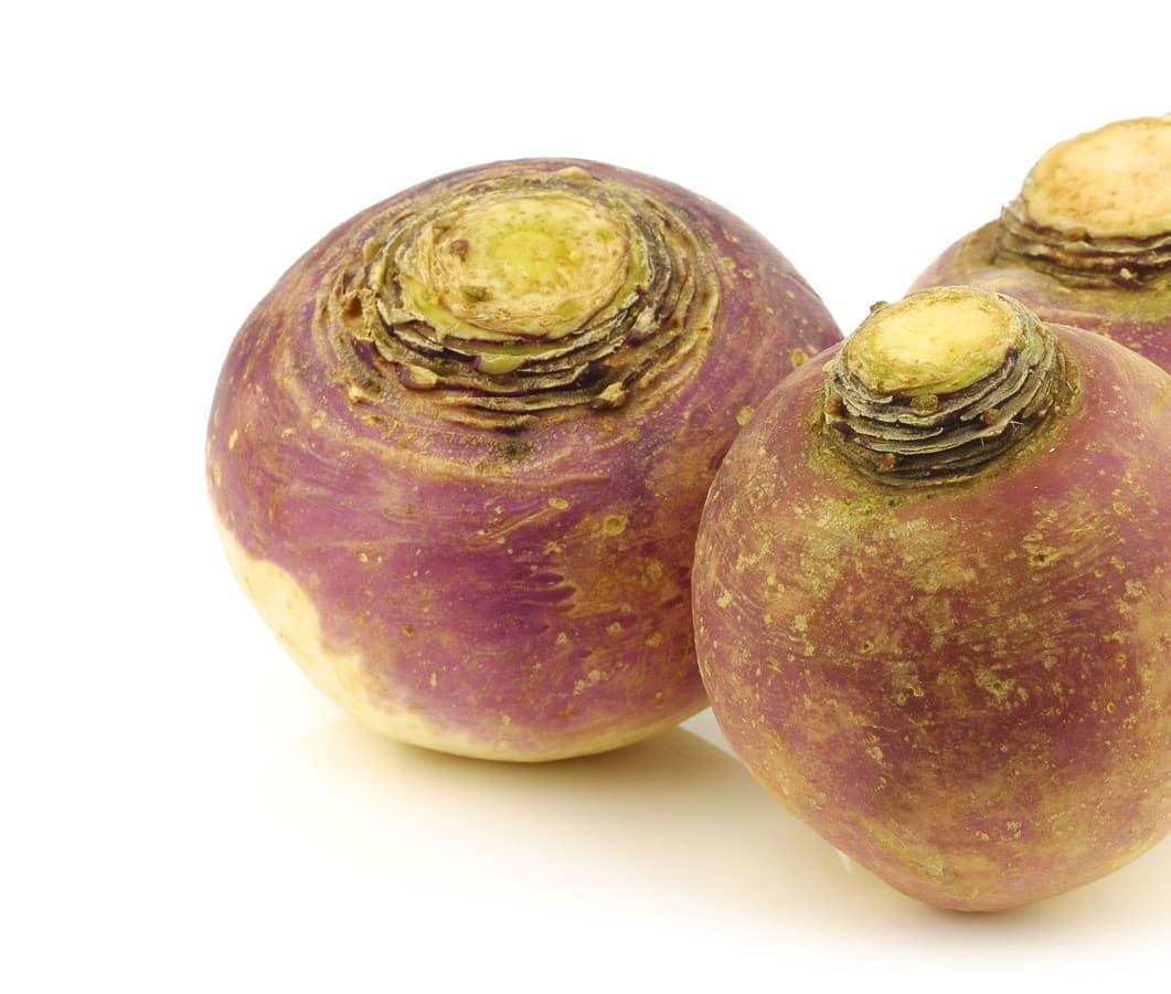 الروتاباجا.