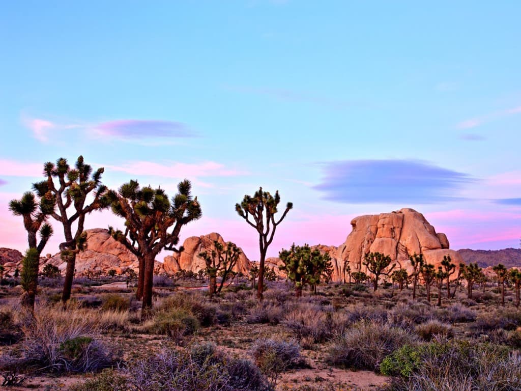 صورة لمتنزه Joshua Tree يظهر فيها غروب الشمس. الصورة من roman_slavik / iStock