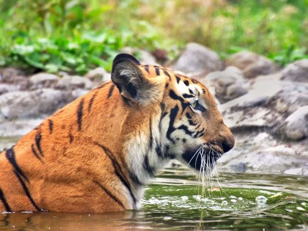 نمر