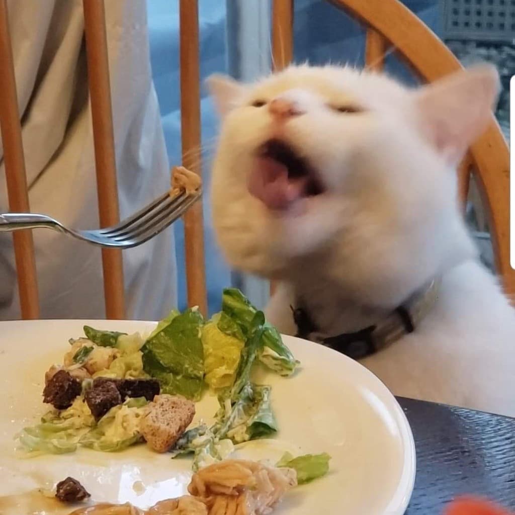 صورة للقط سمادج