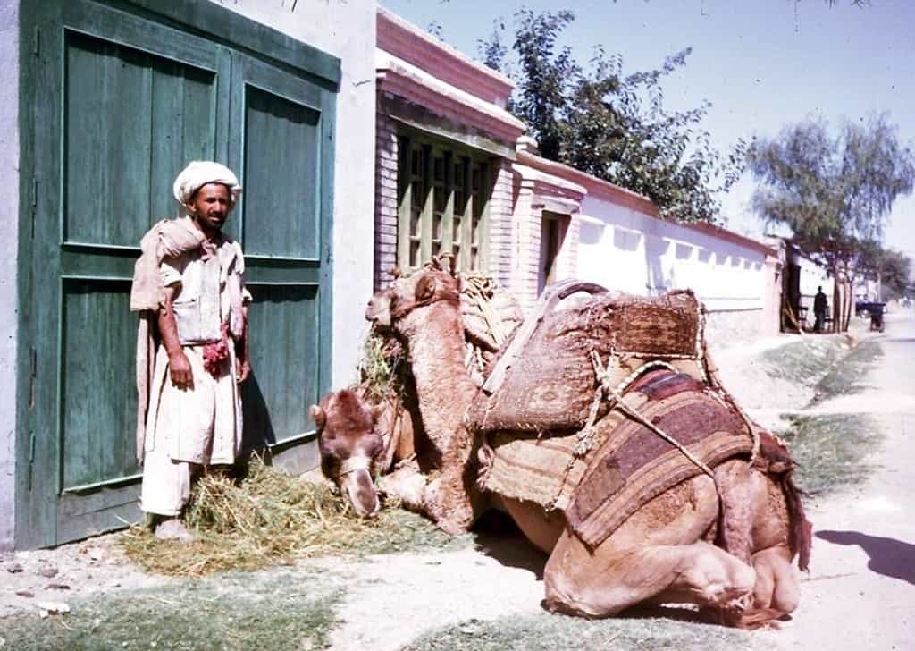 رجل وجمل بجانبه