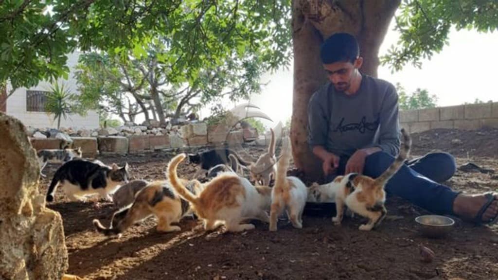 قرية كفر نبل السورية التي يتجاوز عدد القطط فيها عدد سكانها