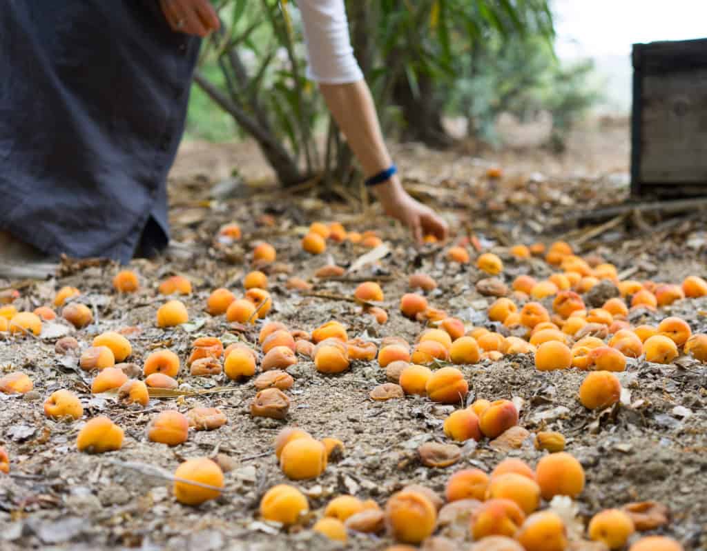 جمع المشمش.
