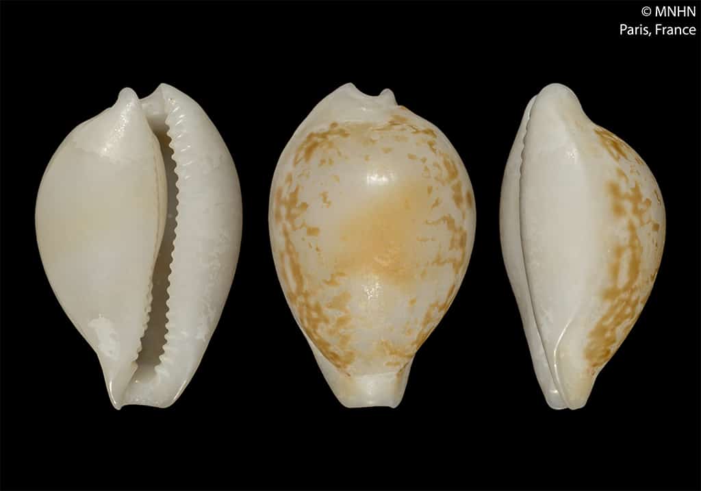 صدفات