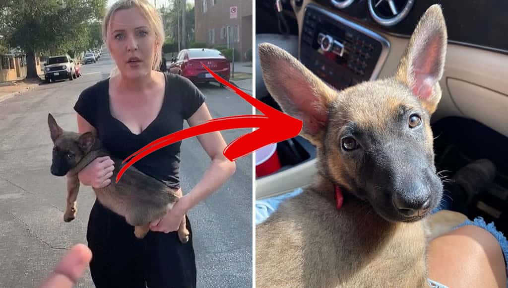مغني راب يشارك صورًا سعيدة لجروه الجديد بعد أن تخلّت عنه صاحبته ورمته على الرجل وشتمته