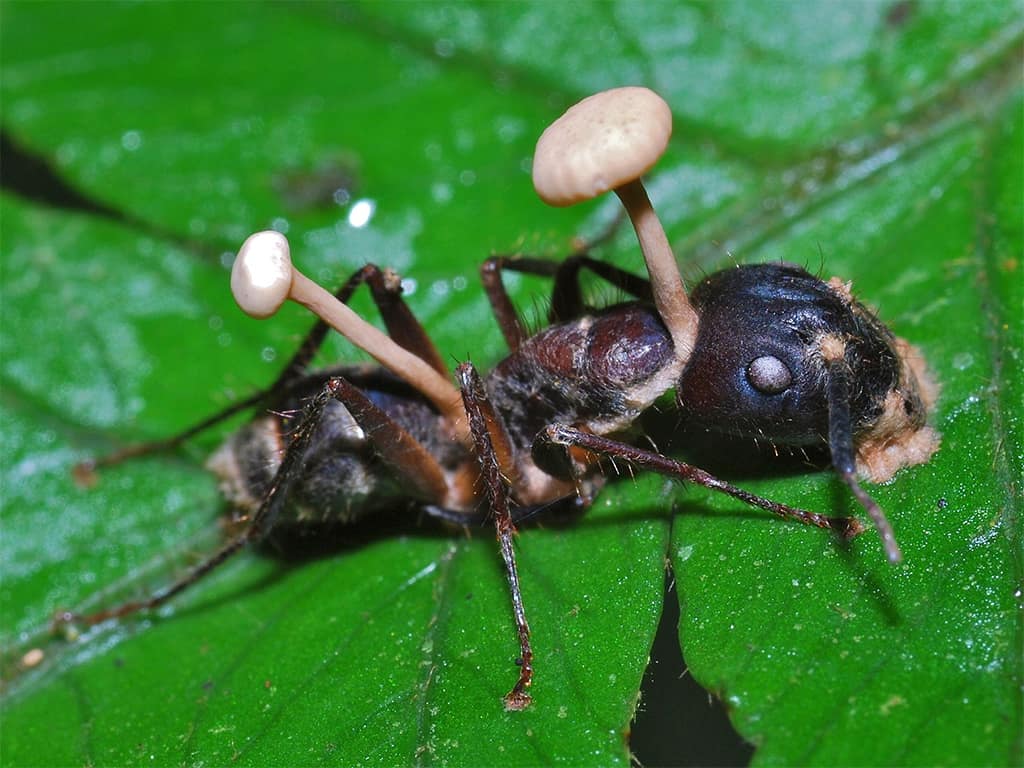 فطر الـCordyceps.